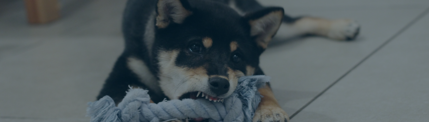 Dog Bites and Personal Injury Law